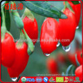 Zéro pesticide goji berry sec baie de goji baies de goji orgnic sur haute exportation